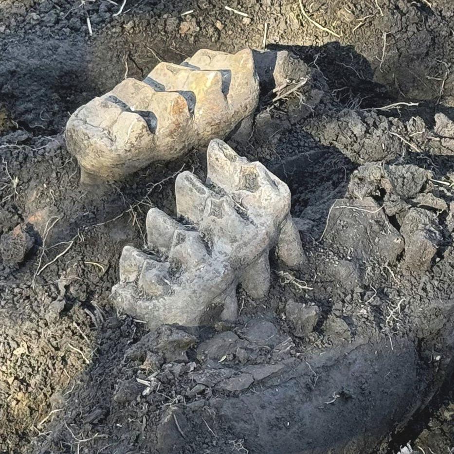 New York man finds mastodon jaw while gardening in his backyard
